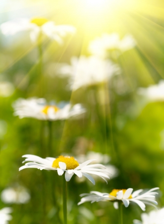 White and yellow daisies
の写真素材