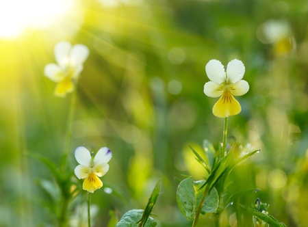 Spring flowers backgroundの写真素材