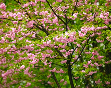 Cherry Blossomの写真素材