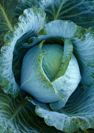 Cabbage headの写真素材