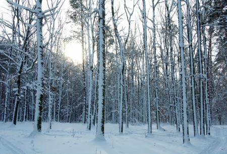 Winter parkの写真素材