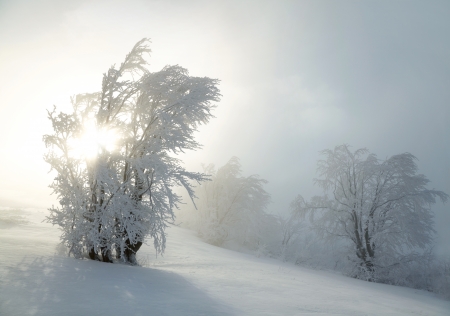 Winter treesの写真素材