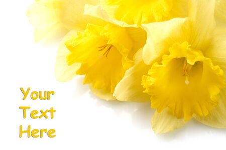 Yellow narcissus isolated on white backgroundの写真素材