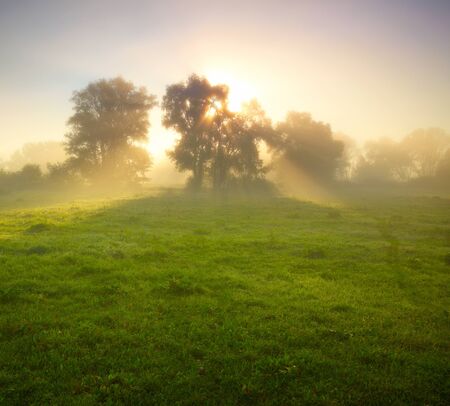 Foggy meadow at sunriseの写真素材