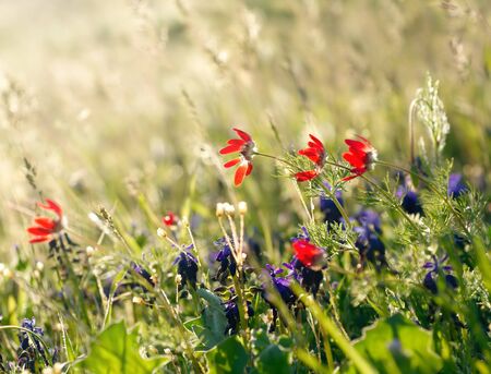 Red field flowers with green crops. Shallow DOFの写真素材