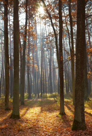 Autumn forestの写真素材