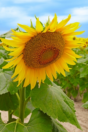 Sunflowerの写真素材