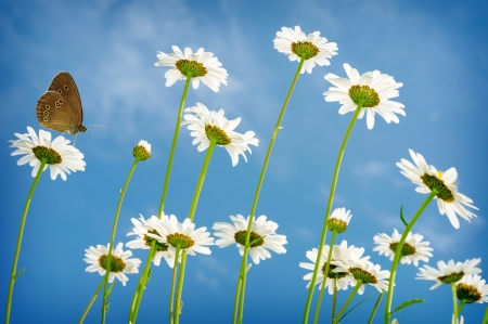 White daisies on blue sky background
の写真素材