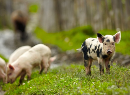 Little pigs on a farmの写真素材