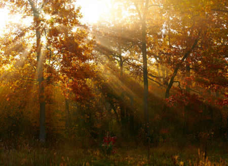 Autumn forestの写真素材