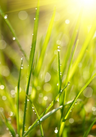 Green grass sunrise. Shallow DOFの写真素材