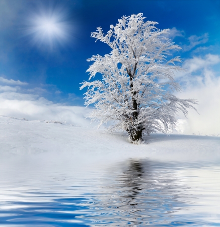 Winter tree in the mountainsの写真素材