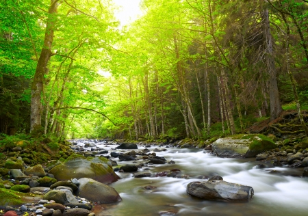 Mountain River in the woodの写真素材