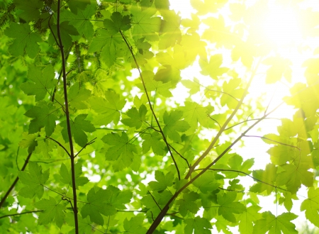 Green leaves with sun ray
の写真素材