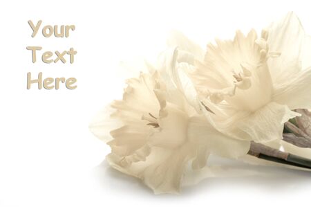 White narcissus isolated on white backgroundの写真素材