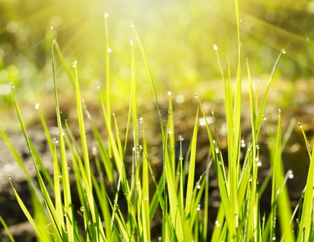 Green grass backgroundの写真素材