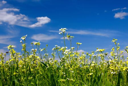Green grass, flowers and skyの写真素材