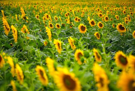 Sunflowersの写真素材