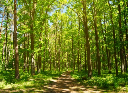 Summer forestの写真素材