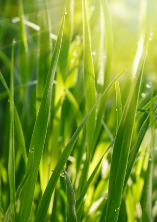 Green grass background の写真素材