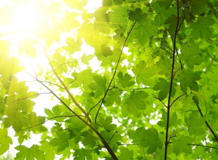 Green leaves with sun ray
の写真素材