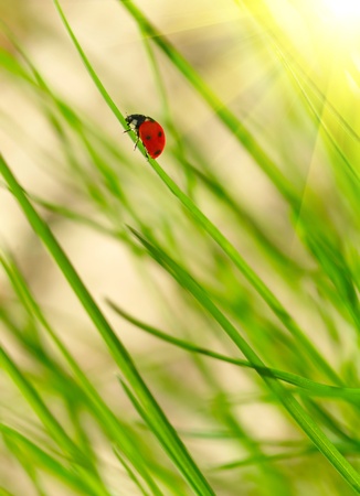 Ladybug on green grass. Shallow DOFの写真素材
