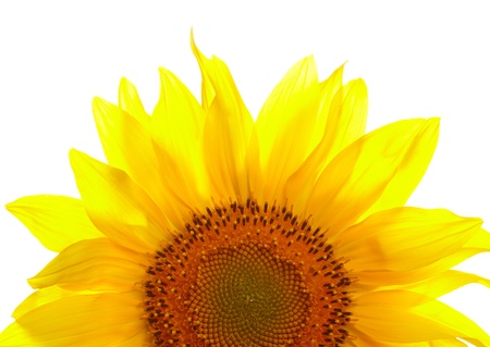 Sunflower isolated on white background の写真素材
