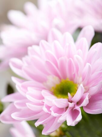 Pink chrysanthemumの写真素材