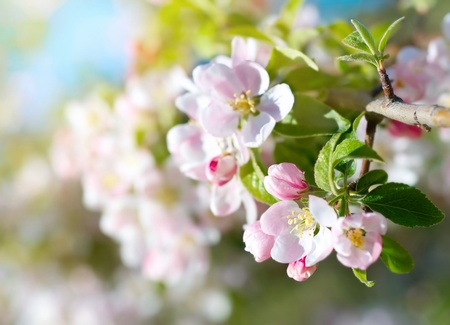 Spring blossomsの写真素材
