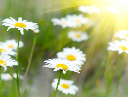 White and yellow daisies の写真素材