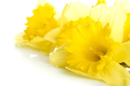 Yellow narcissus isolated on white background の写真素材