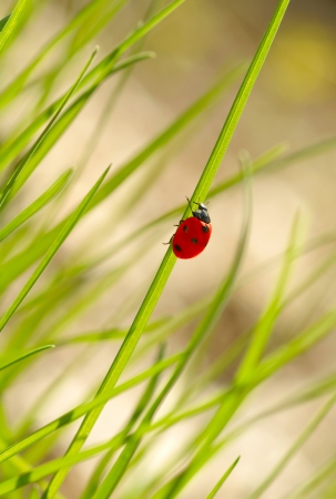 Ladybug on green grass. Shallow DOFの写真素材