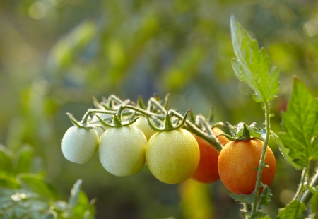Tomatoes on branchの写真素材