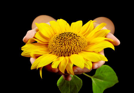 Sunflower in woman's hands on black background の写真素材
