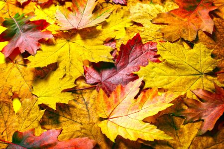 Autumn leaves backgroundの写真素材
