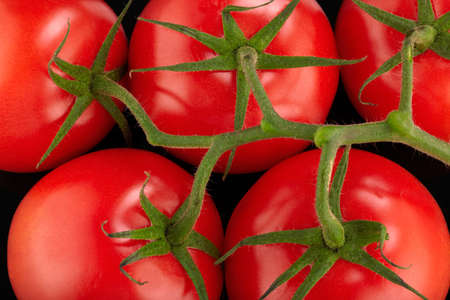 Red tomatoes branchの写真素材