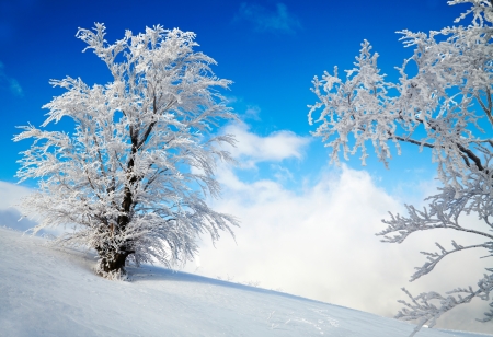 Winter treesの写真素材