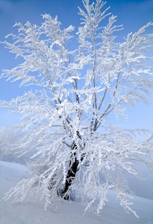 Winter treeの写真素材