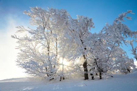 Winter treesの写真素材