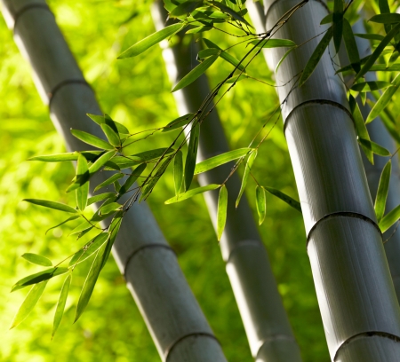 Bamboo forest background. Shallow DOFの写真素材