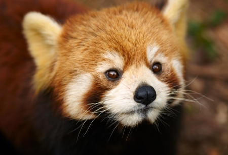 The Red Panda, Firefoxの写真素材