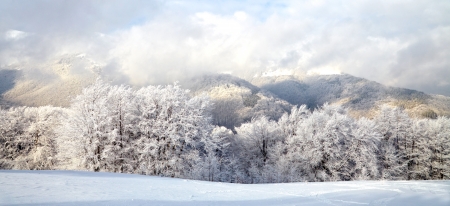 Winter treesの写真素材