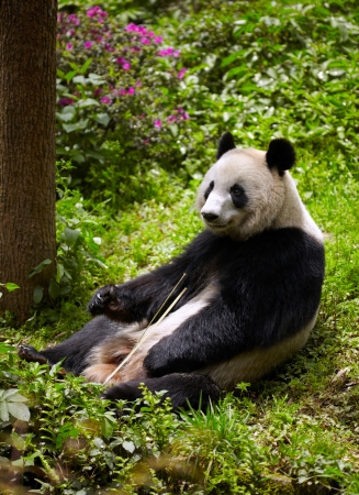 Giant panda eating bambooの写真素材