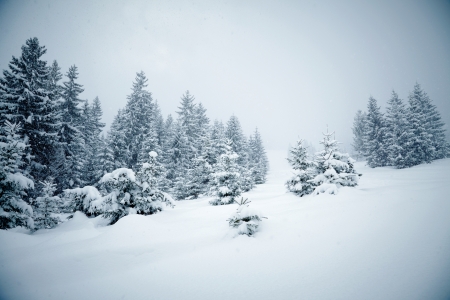 Snow covered fir treesの写真素材
