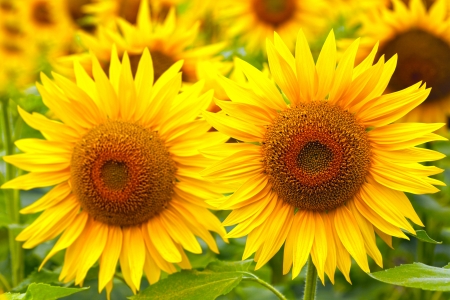 Sunflowersの写真素材
