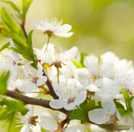 Spring white blossomsの写真素材