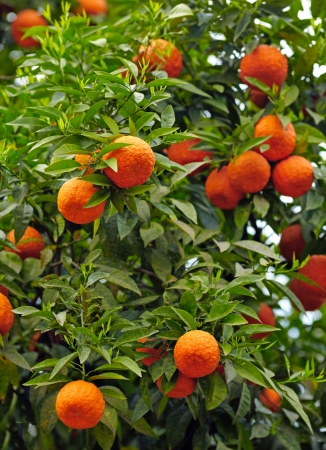 Tangerines on a tree branchの写真素材