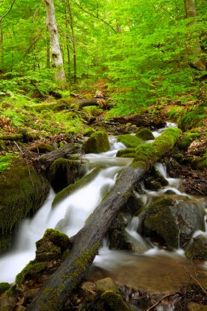 Mountain River in the woodの写真素材