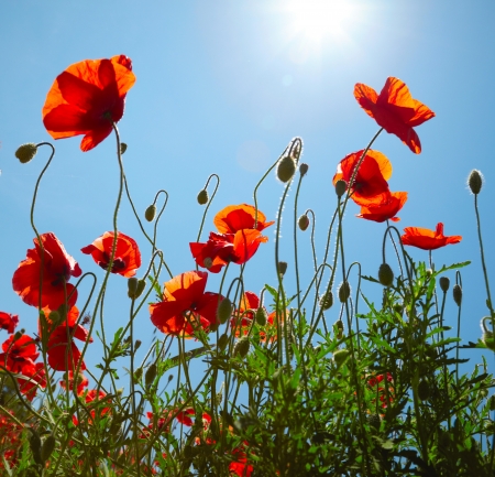 Poppies on blue sky backgroundの写真素材