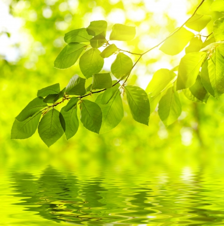 Green leaves backgroundの写真素材
